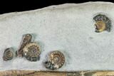 Jurassic Ammonite & Petrified Wood Association - Dorset, England #171275-2